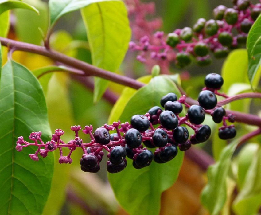 Sok i jagody Lakonos są trujące Sok i jagody Lakonos są trujące