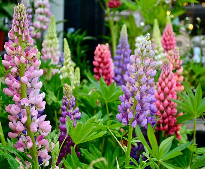 Nawozić glebę dla łubinu trocinami Nawozić glebę dla łubinu trocinami