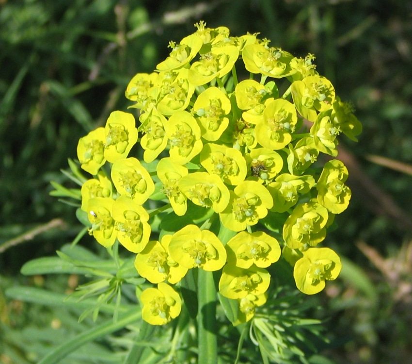 Wilczomlecz jest często sadzony w ogrodzie i domkach letniskowych. Wilczomlecz jest często sadzony w ogrodzie i domkach letniskowych.