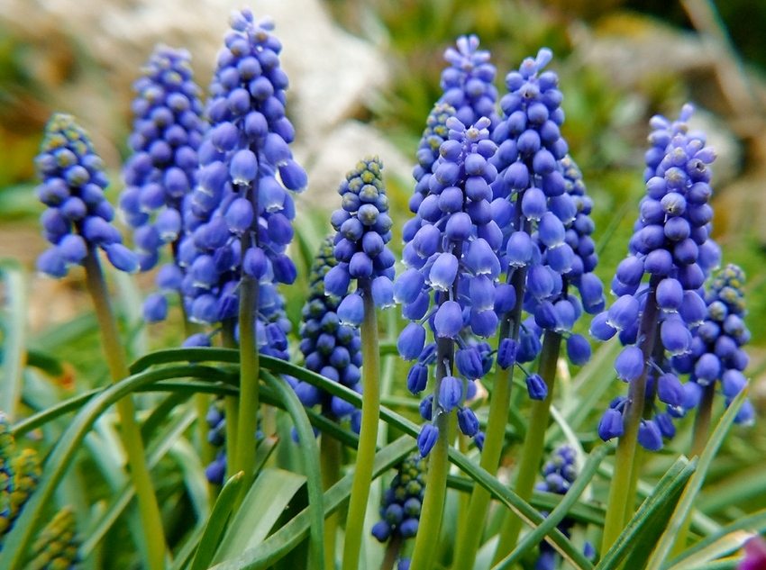 Muscari rozmnaża się przez cebulki lub samosiew Muscari rozmnaża się przez cebulki lub samosiew
