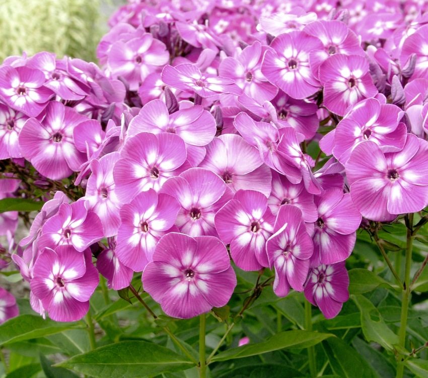 Floksy rosną bujne i jasne kwiatostany Floksy rosną bujne i jasne kwiatostany