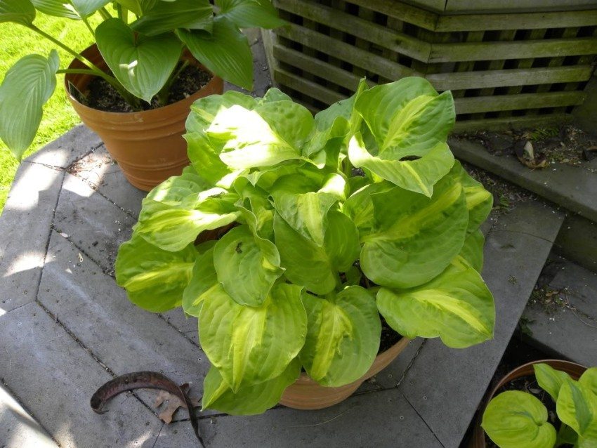 Hosta odmiany Tango Mango, sadzona w doniczce Hosta odmiany Tango Mango, sadzona w doniczce