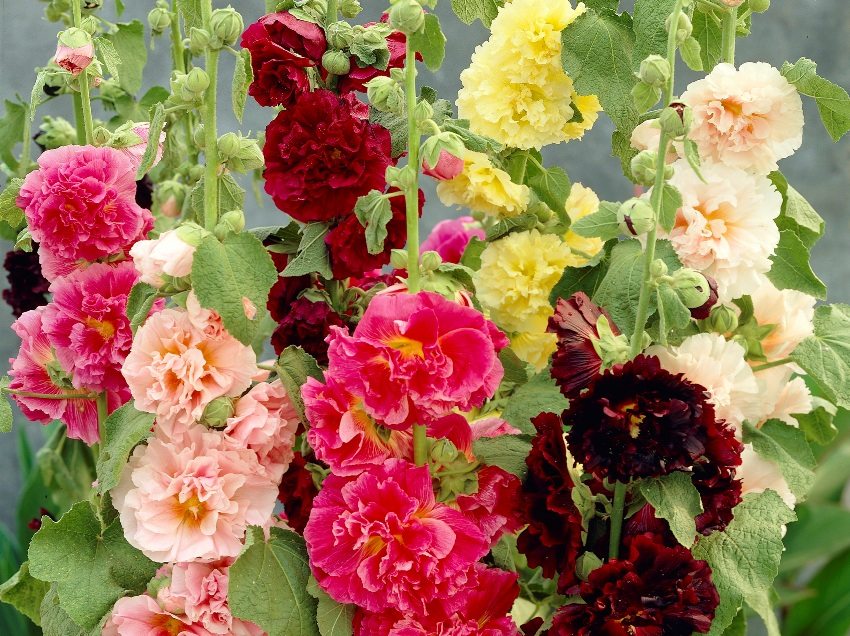 Różyczka uwielbia słoneczne miejsca i umiarkowane podlewanie Różyczka uwielbia słoneczne miejsca i umiarkowane podlewanie