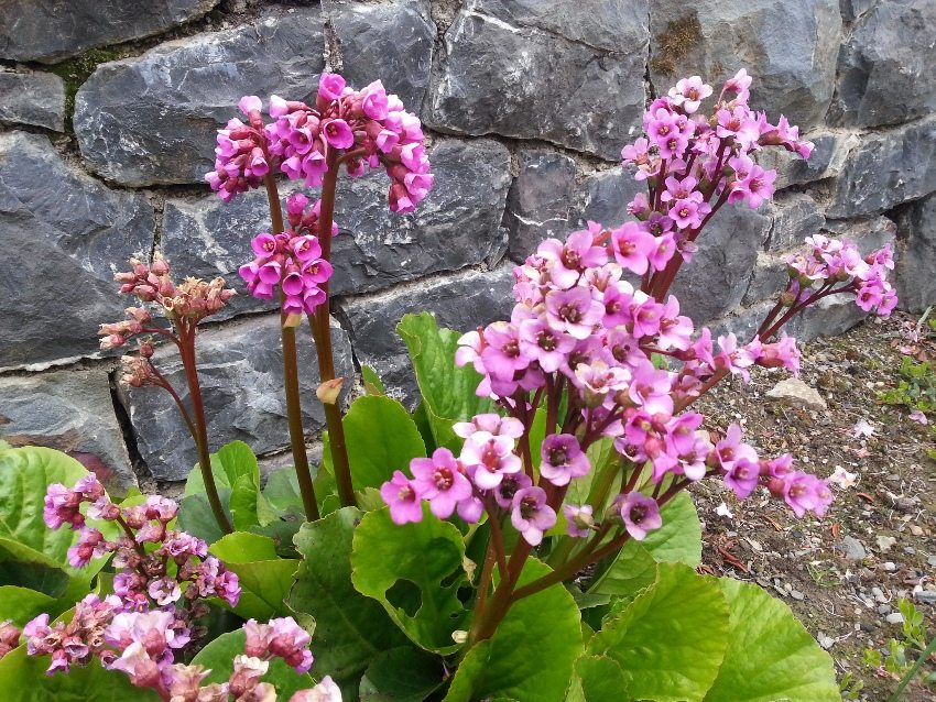 Badan dobrze się zakorzeni na skalistym terenie lub alpejskiej zjeżdżalni Badan dobrze się zakorzeni na skalistym terenie lub alpejskiej zjeżdżalni
