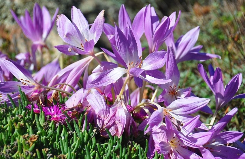 Colchicum (colchicum) wygląda jak kwiaty krokusa Colchicum (colchicum) wygląda jak kwiaty krokusa