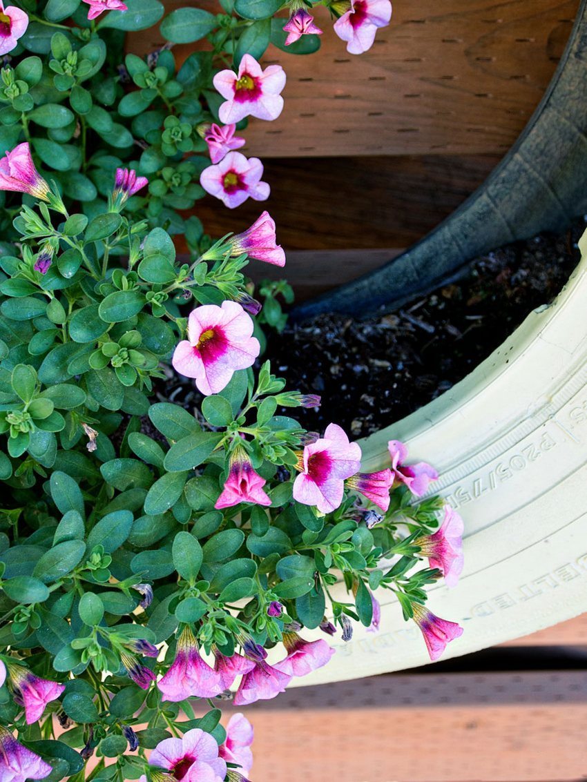 Lốp ô tô mòn có thể trở thành vật trang trí ban đầu cho một âm mưu cá nhân Lốp ô tô mòn có thể trở thành vật trang trí ban đầu cho một âm mưu cá nhân