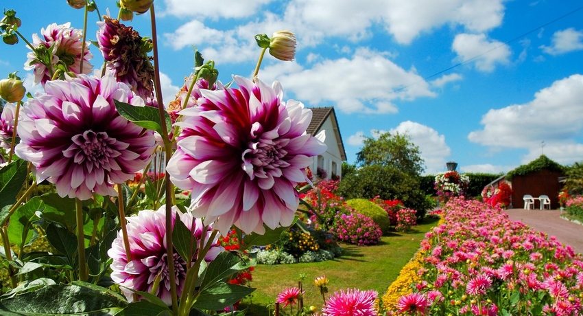 Lys blomsterbed i gården til et privat hus Lys blomsterbed i gården til et privat hus