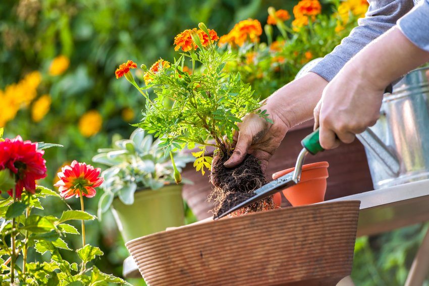 Trin 1. Vand kimplanterne med vand, så jorden er mættet med fugt. Efter 15 minutter skal du fjerne planten fra gryden og passe på ikke at beskadige rodsystemet Trin 1. Vand kimplanterne med vand, så jorden er mættet med fugt. Efter 15 minutter skal du fjerne planten fra gryden og passe på ikke at beskadige rodsystemet