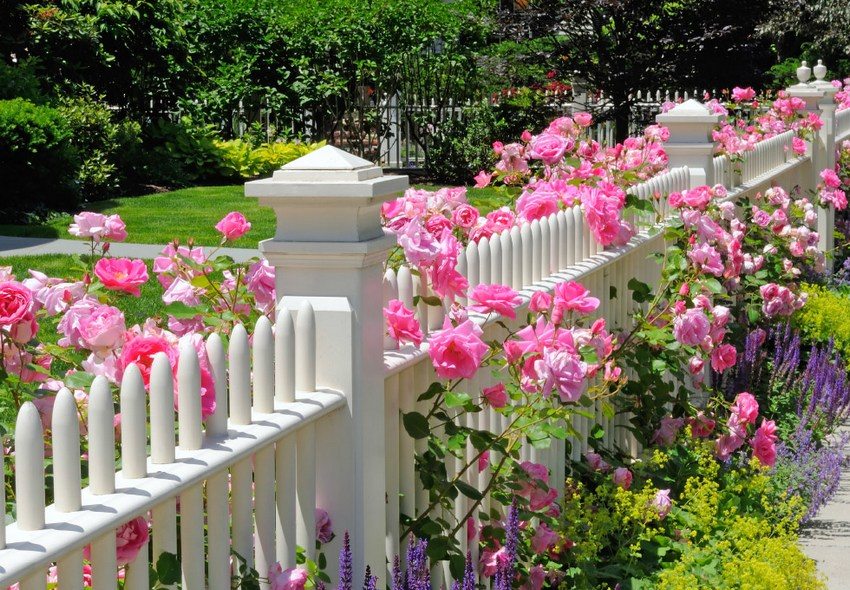 Mixborder af blomster i forskellige højder, der dekorerer hæk Mixborder af blomster i forskellige højder, der dekorerer hæk