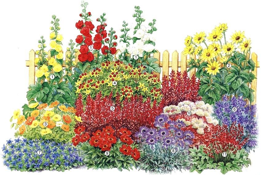 Ordningen med en blomsterbed af stauder, der blomstrer det første år: 1 - lager-rose Pleniflora i forskellige farver; 2 - solsikke med ti kronblade; 3 - islandsk valmue; 4 - perikon Hidcote; 5 - kardinal lobelia; 6 - catnip Nepeta faassenii; 7 - Pozharsky klokke; 8 - katananche Blue Cupid; 9 - flerårig gravilat; 10 - fremtrædende sedum; 11 - Heuchera hybrid mirakel Ordningen med en blomsterbed af stauder, der blomstrer det første år: 1 - lager-rose Pleniflora i forskellige farver; 2 - solsikke med ti kronblade; 3 - islandsk valmue; 4 - perikon Hidcote; 5 - kardinal lobelia; 6 - catnip Nepeta faassenii; 7 - Pozharsky klokke; 8 - katananche Blue Cupid; 9 - flerårig gravilat; 10 - fremtrædende sedum; 11 - Heuchera hybrid mirakel