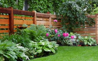 Krásne ploty pre súkromné ​​domy: fotografie zaujímavých živých plotov