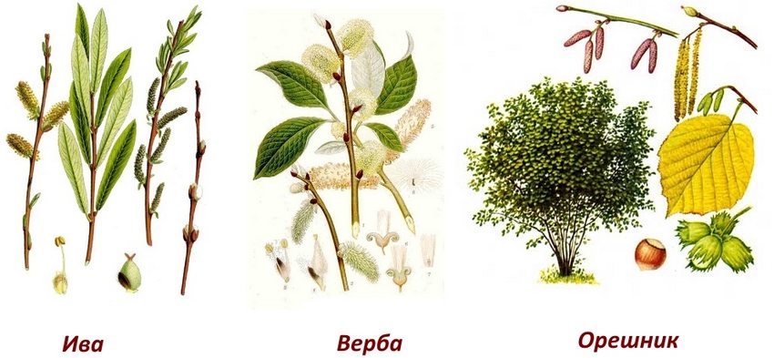 ประเภทของต้นไม้สำหรับทำรั้วจากเถาองุ่น ประเภทของต้นไม้สำหรับทำรั้วจากเถาองุ่น