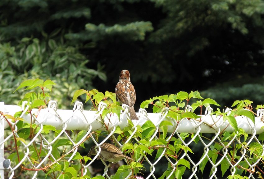 ตะแกรงลวดชุบสังกะสีมีอายุการใช้งานยาวนานกว่าแบบธรรมดา ตะแกรงลวดชุบสังกะสีมีอายุการใช้งานยาวนานกว่าแบบธรรมดา