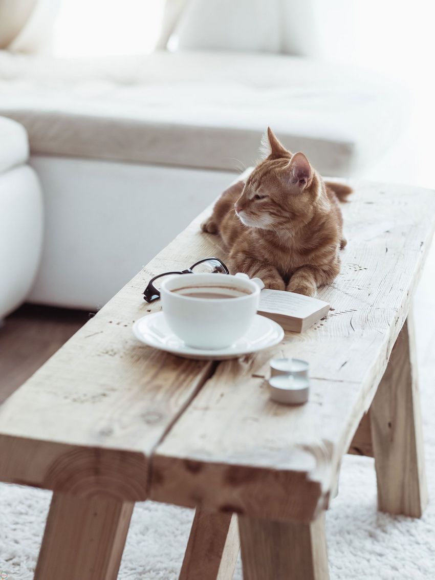 A simple bench without a back can be used not only for sitting, but also as a table A simple bench without a back can be used not only for sitting, but also as a table