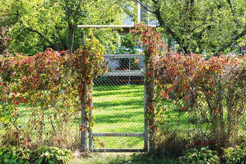 Ang isang kaaya-aya at magaan na bakod na gawa sa netting mesh ay pinalamutian ng mga pag-akyat na halaman Ang isang kaaya-aya at magaan na bakod na gawa sa netting mesh ay pinalamutian ng mga pag-akyat na halaman
