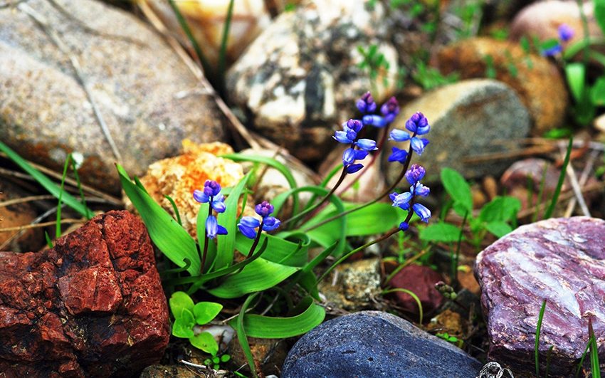 Ang mga bato na nakolekta sa bukid ay lumalaban sa kondisyon ng panahon at panahon, samakatuwid ang mga ito ay mas angkop para sa isang paligo kaysa sa mga nakolekta sa tubig Ang mga bato na nakolekta sa bukid ay lumalaban sa kondisyon ng panahon at panahon, samakatuwid ang mga ito ay mas angkop para sa isang paligo kaysa sa mga nakolekta sa tubig