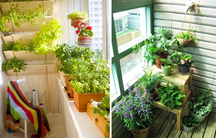 Добър вариант за довършване на лоджия за създаване на домашна оранжерия е облицовката Добър вариант за довършване на лоджия за създаване на домашна оранжерия е облицовката