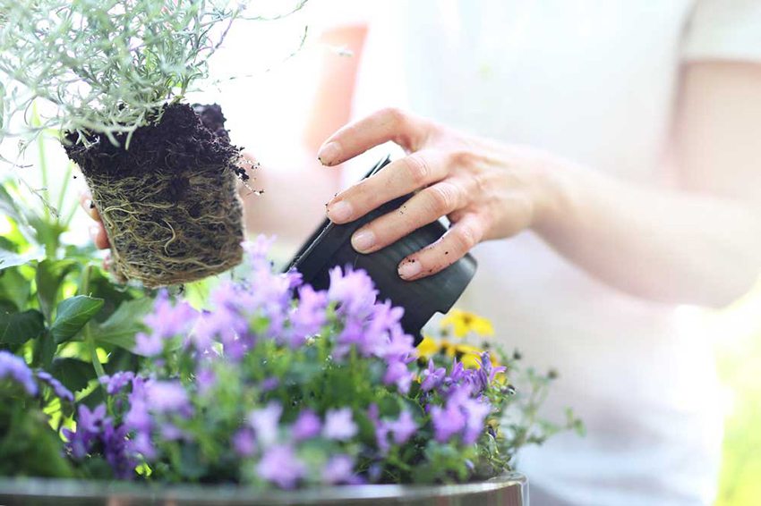 Домашните цветя ще украсят интериора на лоджията Домашните цветя ще украсят интериора на лоджията