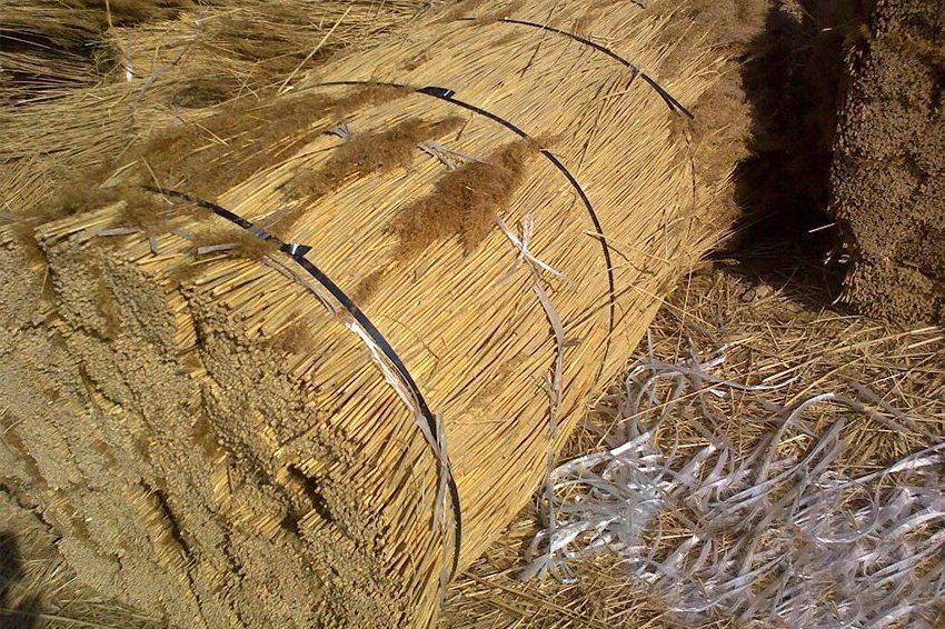 Schilf ernten, zur Isolierung der Decke eines Hauses mit kaltem Dach Schilf ernten, zur Isolierung der Decke eines Hauses mit kaltem Dach