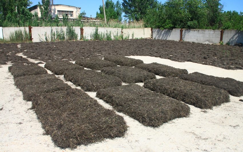 Algenisolierung vorbereiten: Leitern in der Sonne trocknen Algenisolierung vorbereiten: Leitern in der Sonne trocknen