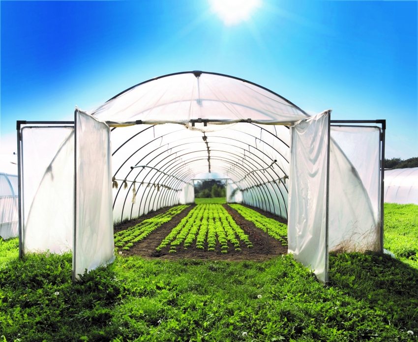 Det buede drivhus er beregnet til privat dyrkning af haveafgrøder Det buede drivhus er beregnet til privat dyrkning af haveafgrøder