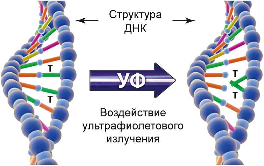Ultraviolet stråling har en skadelig virkning på vira og andre mikroorganismer og ødelægger deres DNA-struktur Ultraviolet stråling har en skadelig virkning på vira og andre mikroorganismer og ødelægger deres DNA-struktur