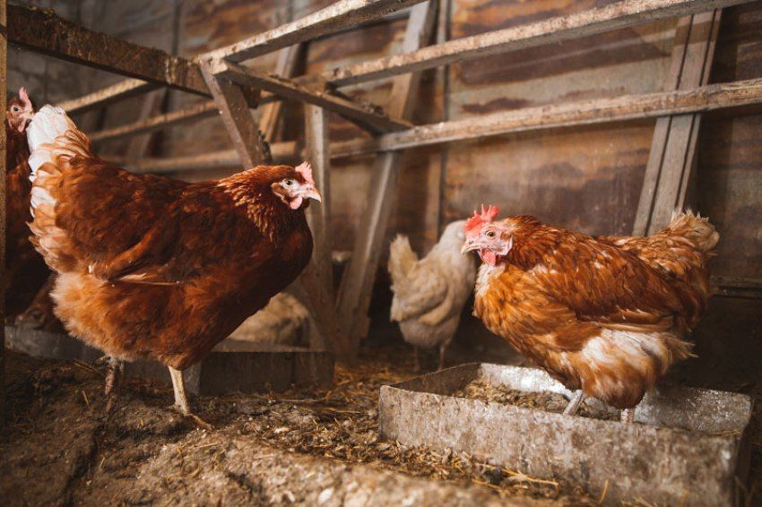 Siddene og hylderne i hønsegården er lavet af trælameller Siddene og hylderne i hønsegården er lavet af trælameller