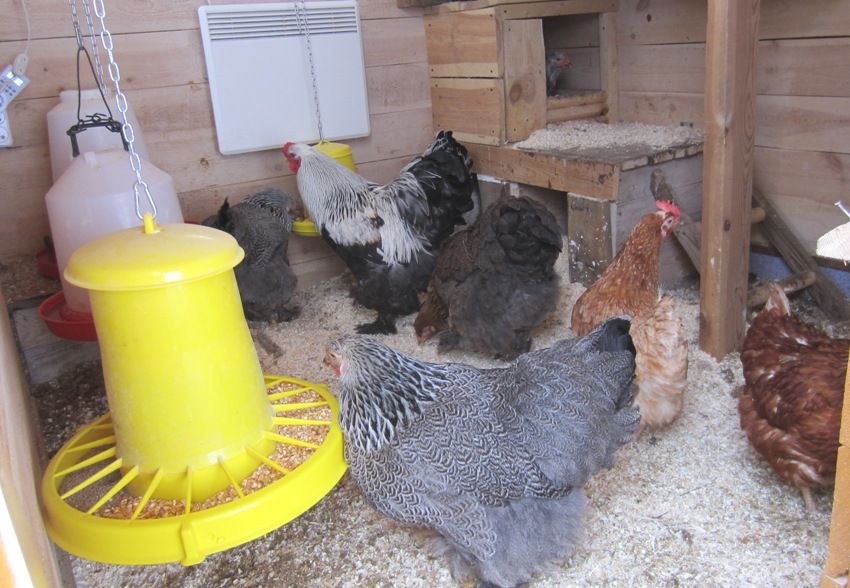 Udfyldning af savsmuld holder husets temperatur optimalt Udfyldning af savsmuld holder husets temperatur optimalt