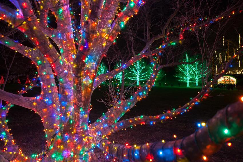 Trær dekorert med LED-kranser ser spektakulære og festlige ut Trær dekorert med LED-kranser ser spektakulære og festlige ut