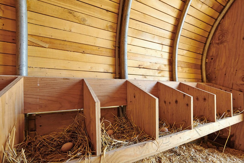 Направи си сам гнезда за кокошки носачки от дърво Направи си сам гнезда за кокошки носачки от дърво