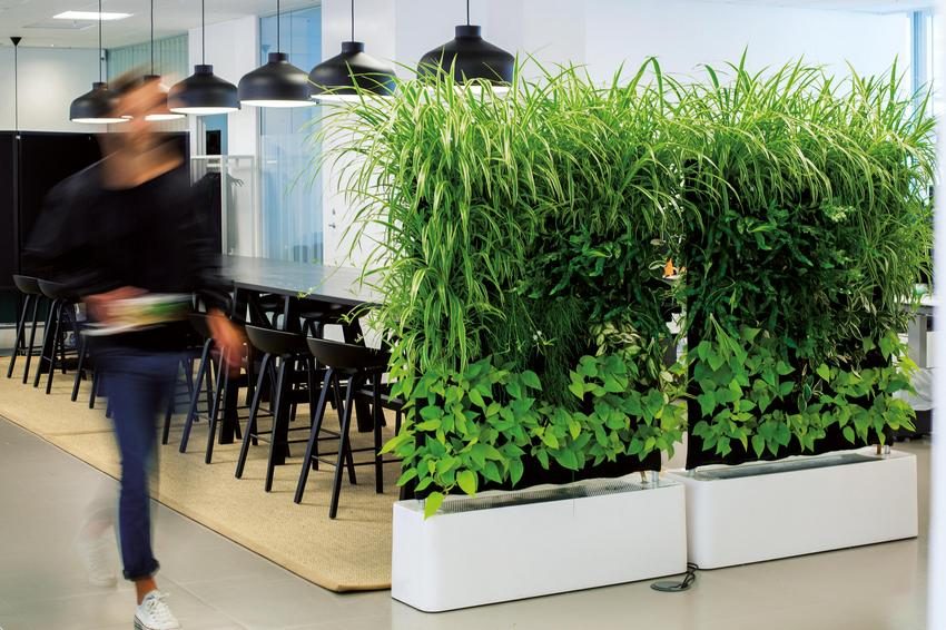 מחיצה ניידת עם צמחים חיים נראית מעניינת ורעננה מחיצה ניידת עם צמחים חיים נראית מעניינת ורעננה