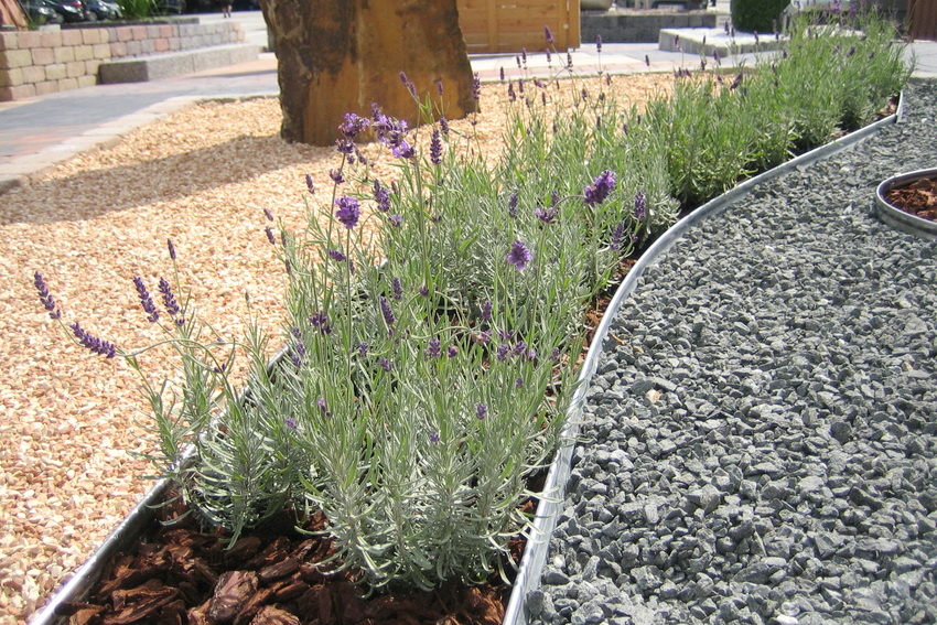 Kukkapenkki on koristeltu galvanoidulla reunuksella Kukkapenkki on koristeltu galvanoidulla reunuksella
