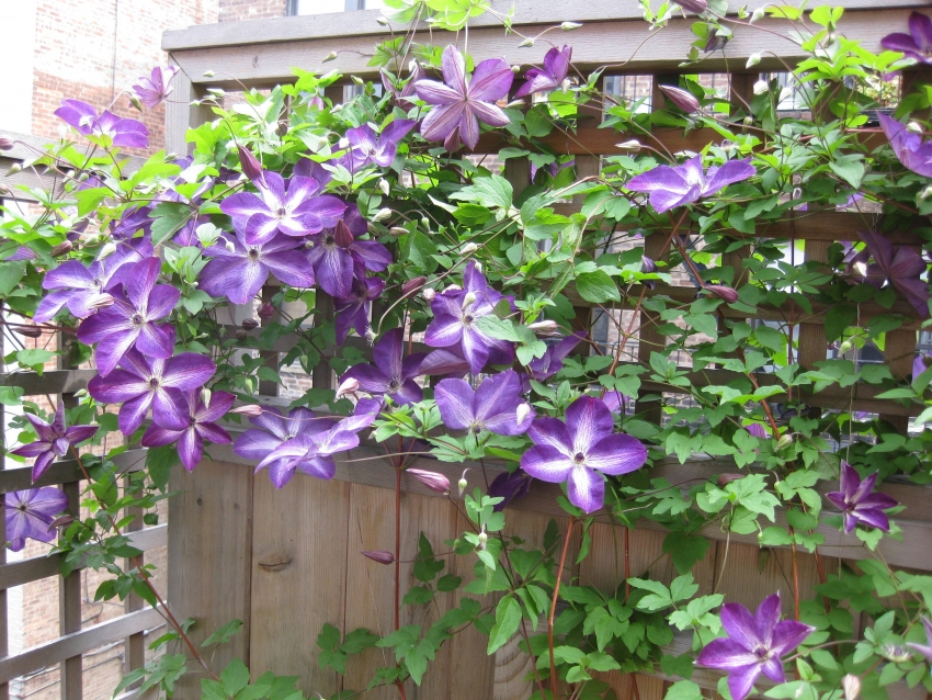 Clematis on hyvä koristamaan pensasaitoja esikaupunkialueella Clematis on hyvä koristamaan pensasaitoja esikaupunkialueella