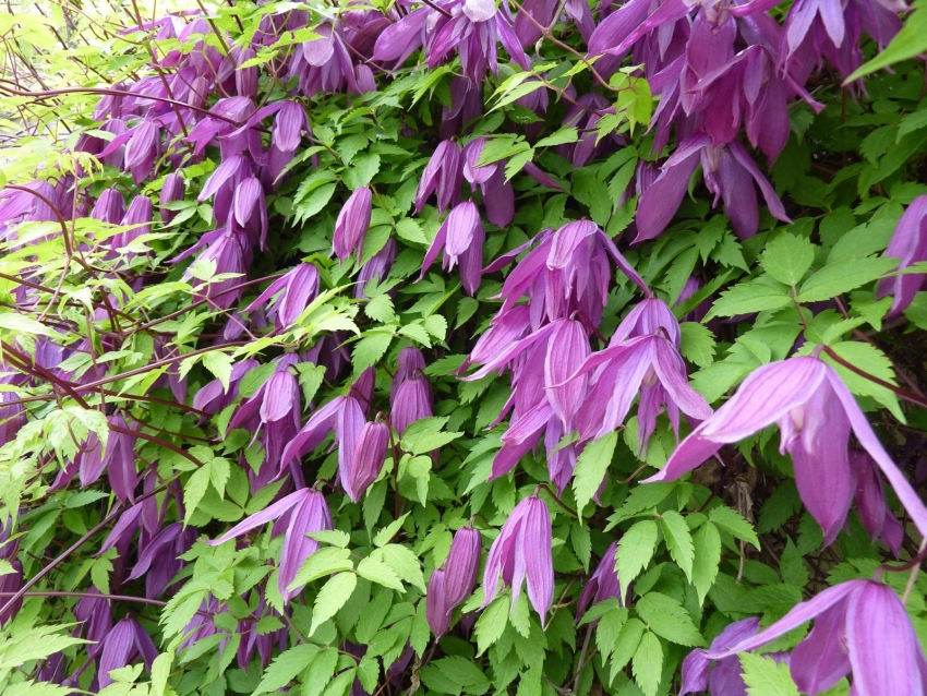 Siperian prinssi kuuluu lääkekasveihin Siperian prinssi kuuluu lääkekasveihin