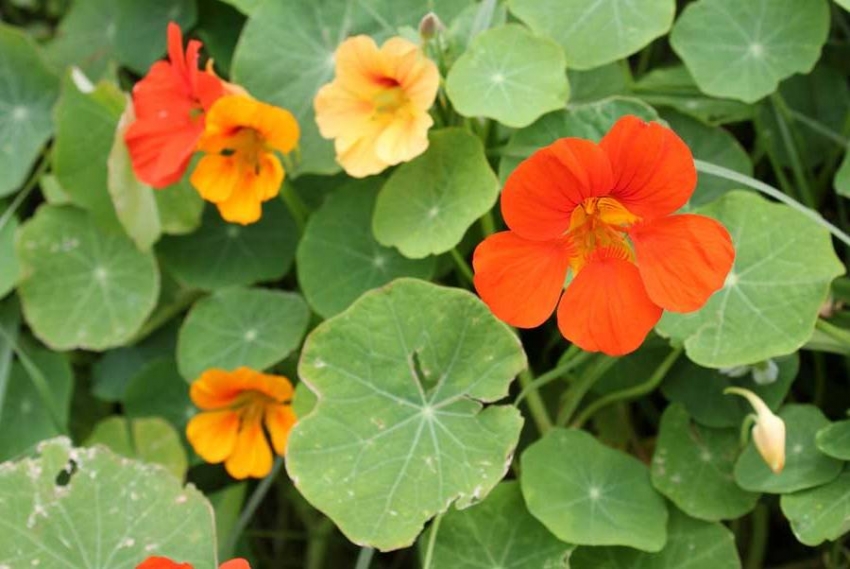 Nasturtium rakastaa aurinkoisia alueita tai osittaista varjoa Nasturtium rakastaa aurinkoisia alueita tai osittaista varjoa