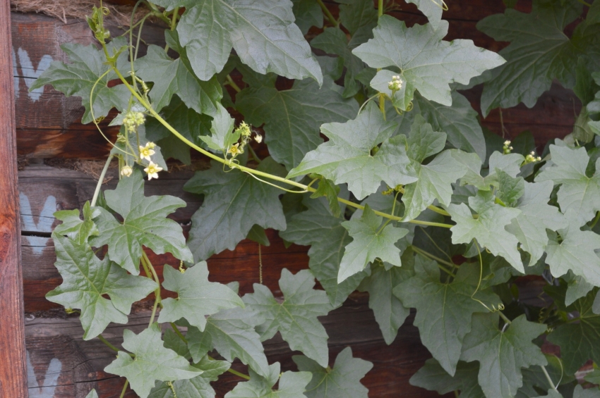 Perestupa ei pidä kylmästä säästä ja tarvitsee lisäeristystä talveksi Perestupa ei pidä kylmästä säästä ja tarvitsee lisäeristystä talveksi