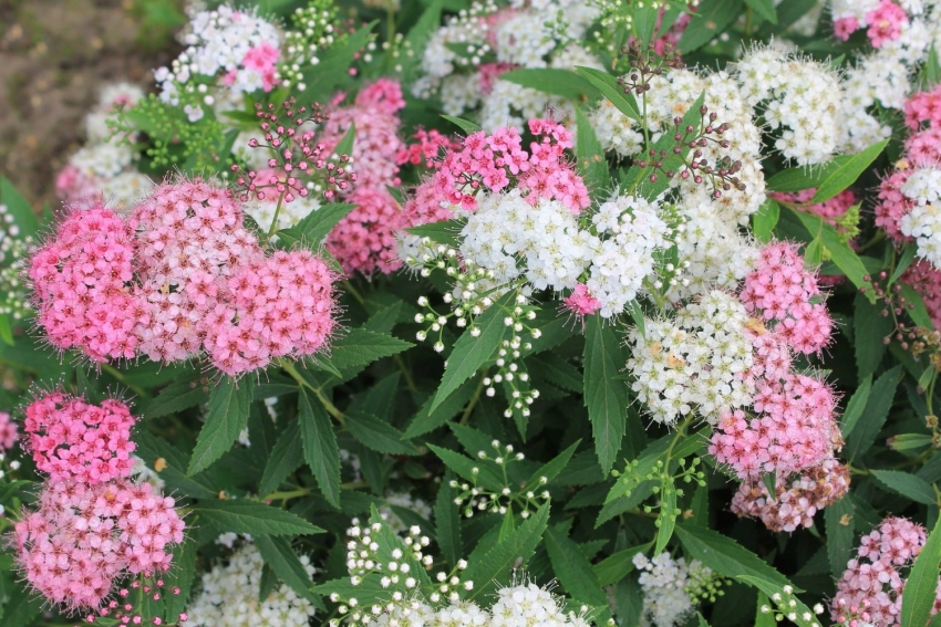 Spirea sopii ihanteellisesti matalien aitojen koristeluun Spirea sopii ihanteellisesti matalien aitojen koristeluun