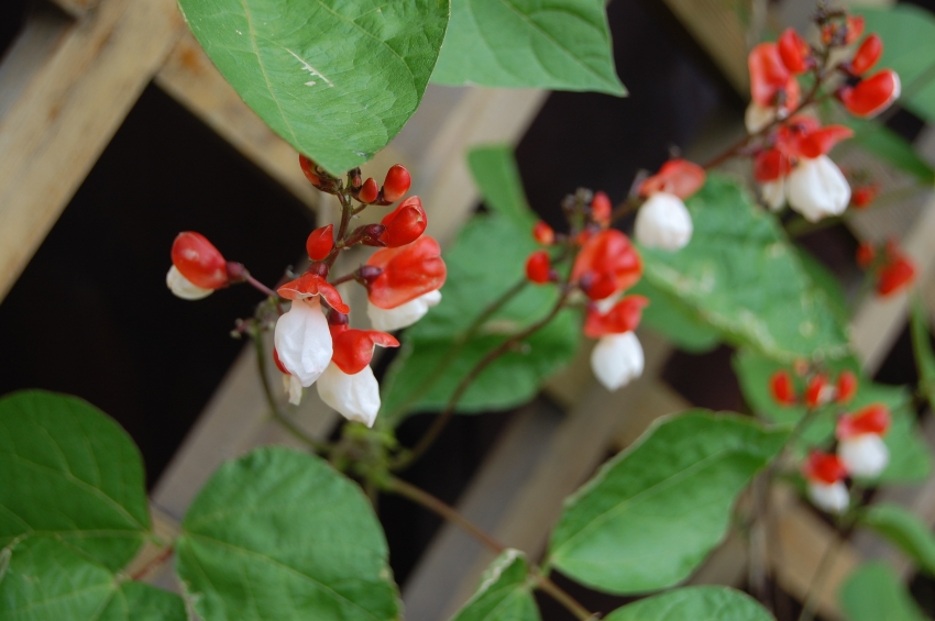 Koristepapujen versot voivat kasvaa jopa 5 metriin Koristepapujen versot voivat kasvaa jopa 5 metriin