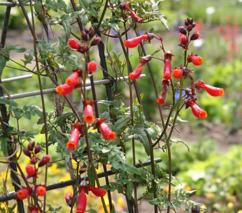 On suositeltavaa istuttaa Ekremokarpus alueen eteläpuolelle On suositeltavaa istuttaa Ekremokarpus alueen eteläpuolelle