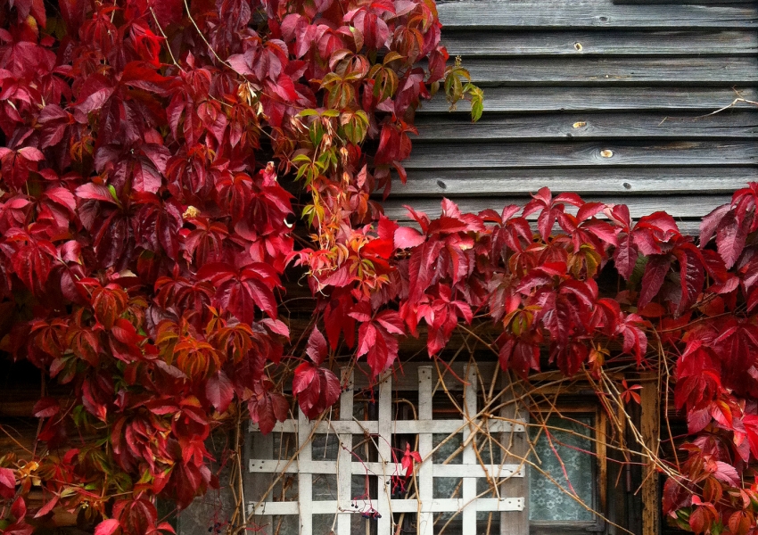 Neitsirypälelehden lehdet ovat kirkkaan punaisia Neitsirypälelehden lehdet ovat kirkkaan punaisia