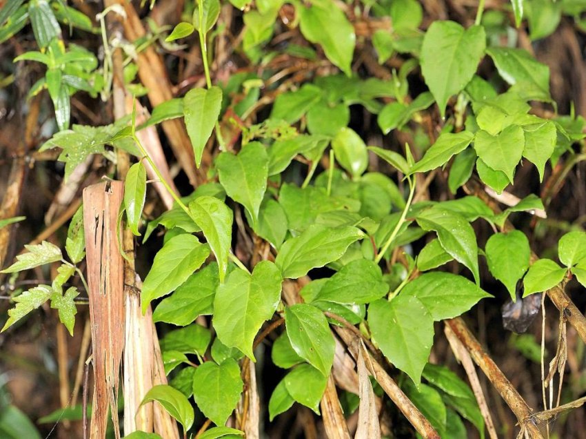 Puumadon versojen korkeus voi olla 18 metriä Puumadon versojen korkeus voi olla 18 metriä