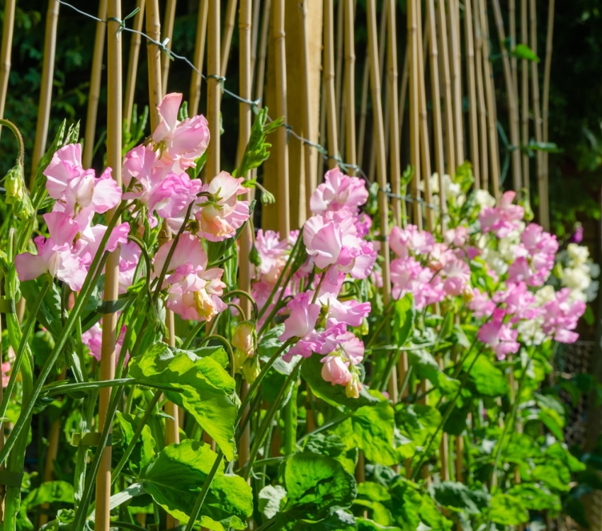 Makea herne kukkii upeilla kauniilla kukilla Makea herne kukkii upeilla kauniilla kukilla
