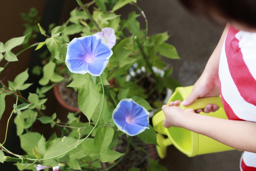 Ipomoea-viiniköynnökset ovat keskimäärin 5 m pitkiä Ipomoea-viiniköynnökset ovat keskimäärin 5 m pitkiä