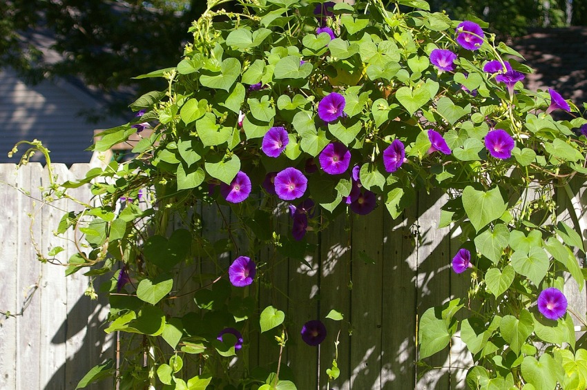 Ipomoea purpurealla on kirkkaita kauniita kukintoja Ipomoea purpurealla on kirkkaita kauniita kukintoja