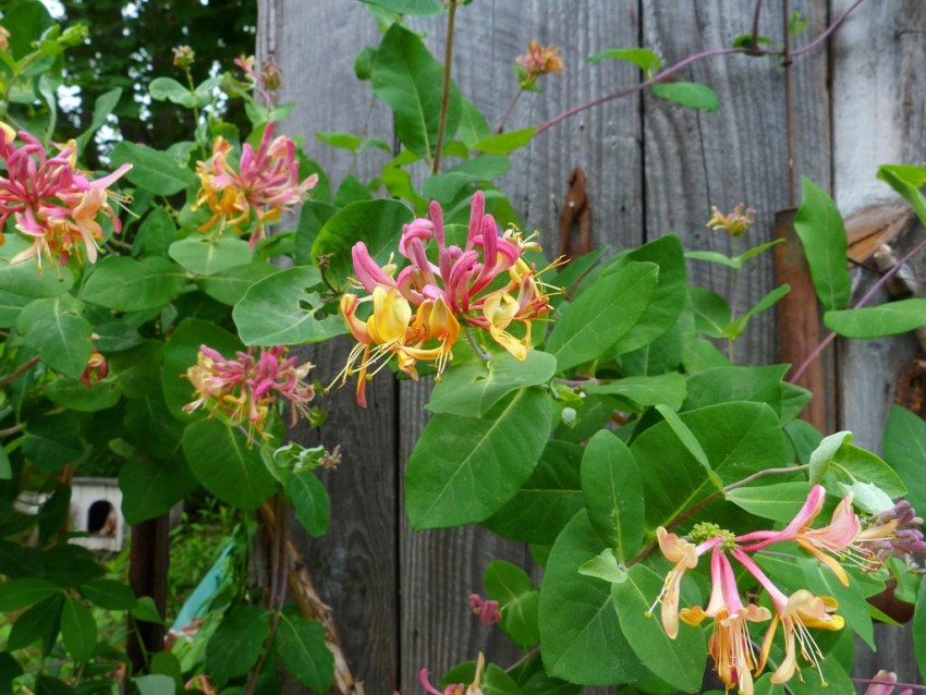 Kihara kuusama kukkii miellyttävän tuoksun Kihara kuusama kukkii miellyttävän tuoksun