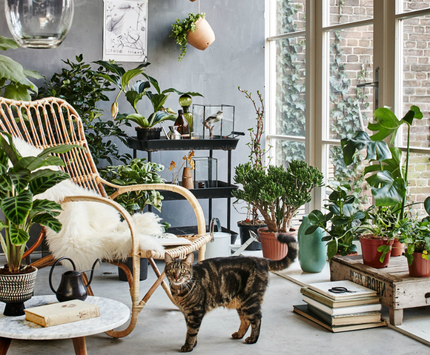 En stor mengde dagslys er viktig for planter, så ved å installere panoramavinduer kan du enkelt organisere en vinterhage En stor mengde dagslys er viktig for planter, så ved å installere panoramavinduer kan du enkelt organisere en vinterhage