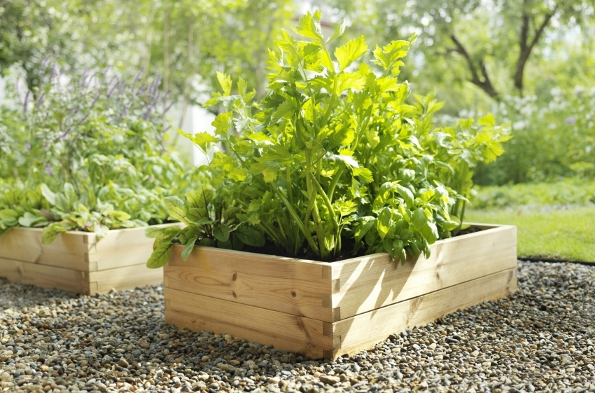 Flerårige planter kan plantes i separate kasser, hvilket gør det lettere at arbejde med dem det næste år Flerårige planter kan plantes i separate kasser, hvilket gør det lettere at arbejde med dem det næste år