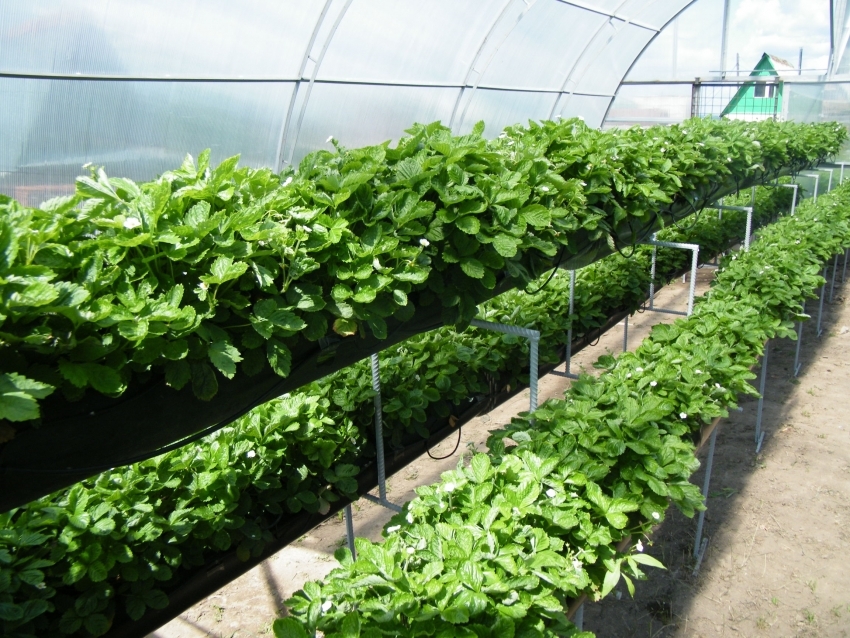 I et smalt drivhus kan planter dyrkes på forskellige niveauer, hvilket sparer plads I et smalt drivhus kan planter dyrkes på forskellige niveauer, hvilket sparer plads