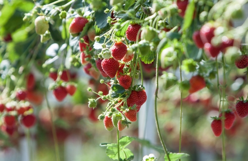 For en rig jordbærhøst skal sengene være placeret på solsiden af stedet For en rig jordbærhøst skal sengene være placeret på solsiden af stedet