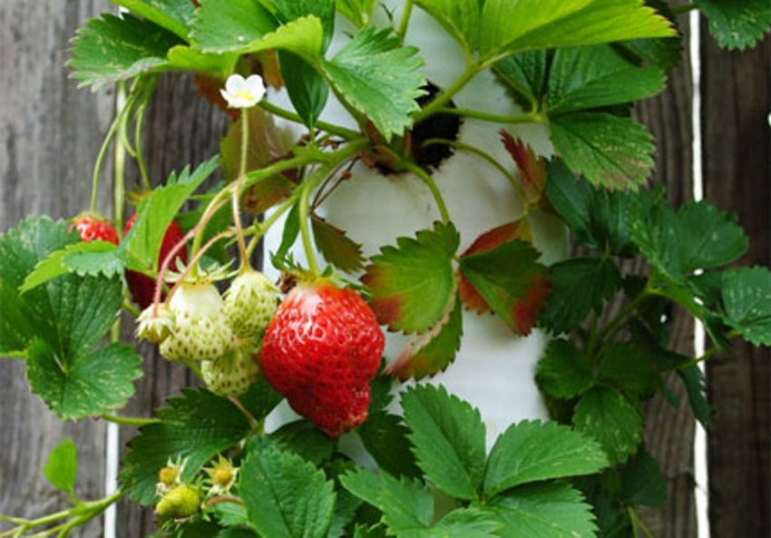 For at spare plads kan du dyrke jordbær i lodrette rør rundt om hegnet For at spare plads kan du dyrke jordbær i lodrette rør rundt om hegnet